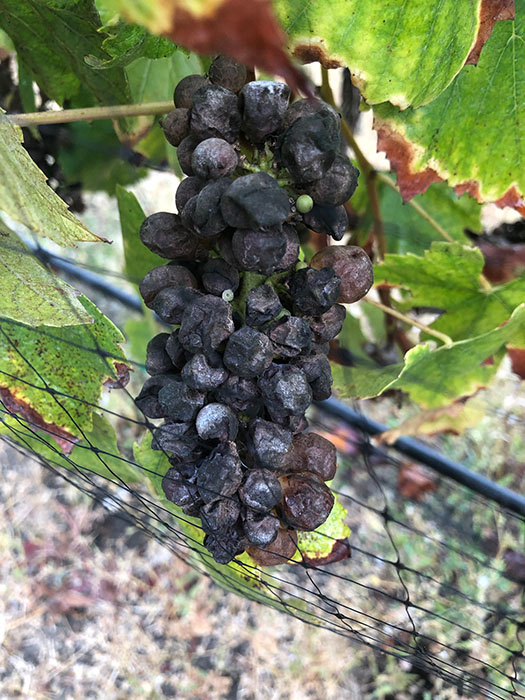 Botrytis - Grapes After Fire - Winemaking Affected by Fire - Climate Change and Winemaking 